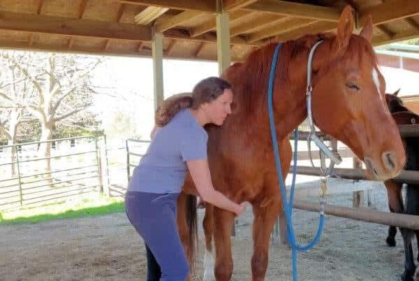 HT 1 horse Megan McKay cropped HT 1 horse Megan McKay cropped