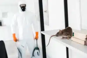 comment se passe une dératisation ? Rat avec un exterminateur en arrière plan