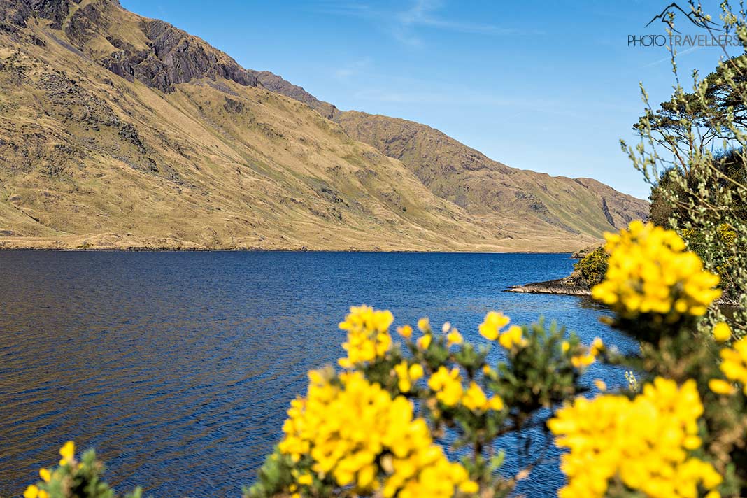 Gelber Ginster vor dem See Doo Lough, Irland