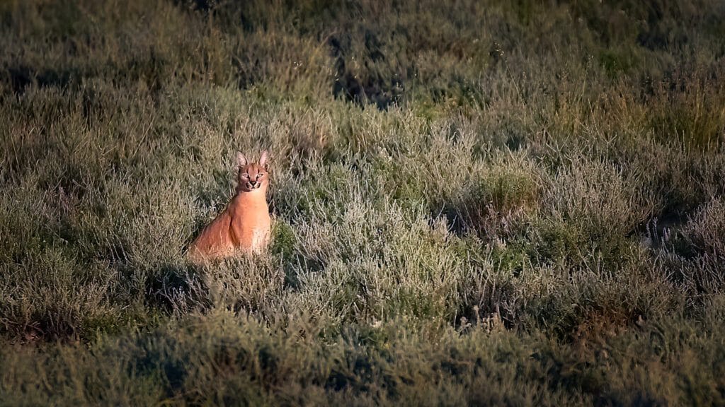 Kalahari-Caracal-1024x576 Caracal in the Kalahari - A cat with long ears