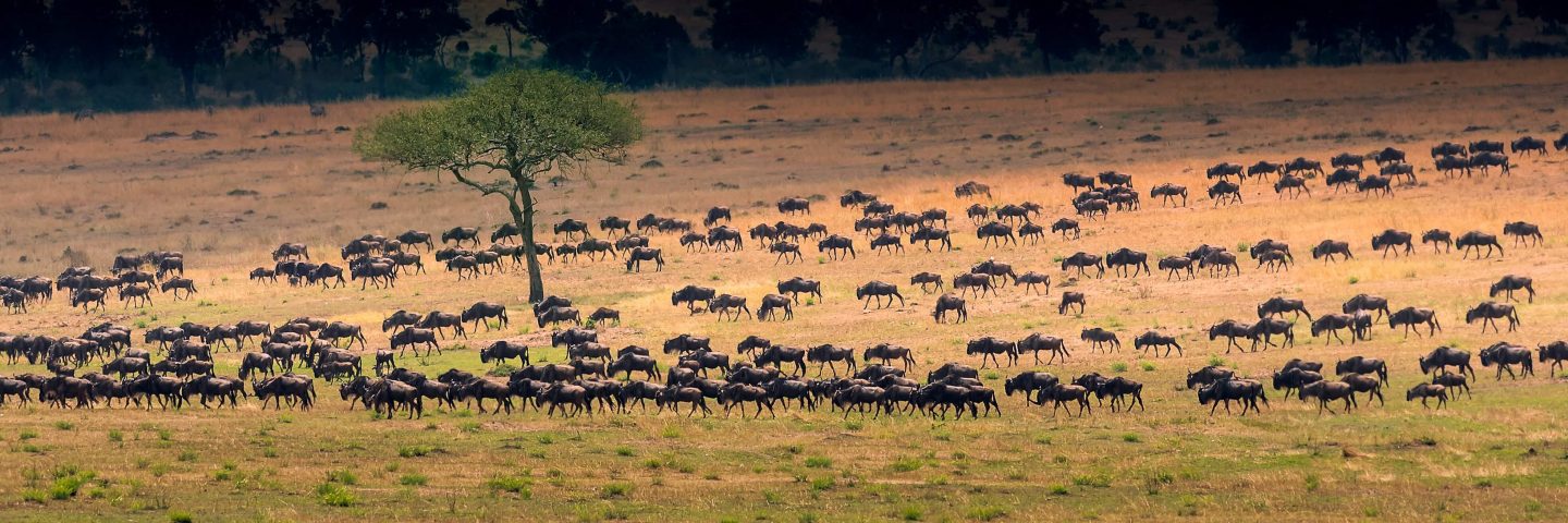 A photo of the Great Migration in North Serengeti National Park; an African National Park in Tanzania.