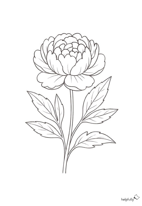 Malvorlage mit Pfingstrose zum Ausdrucken und Ausmalen