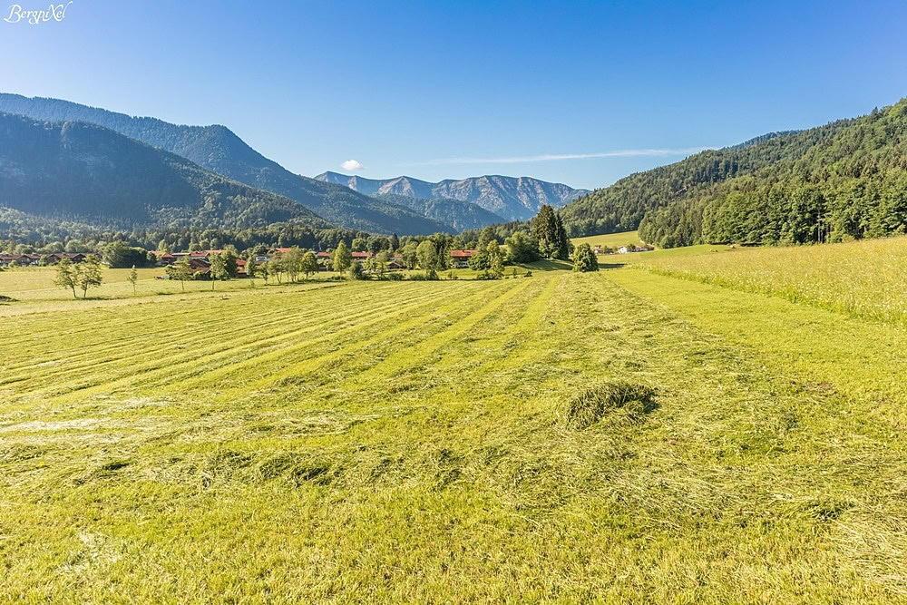 Eine Almwiese in den Bayerischen Alpen