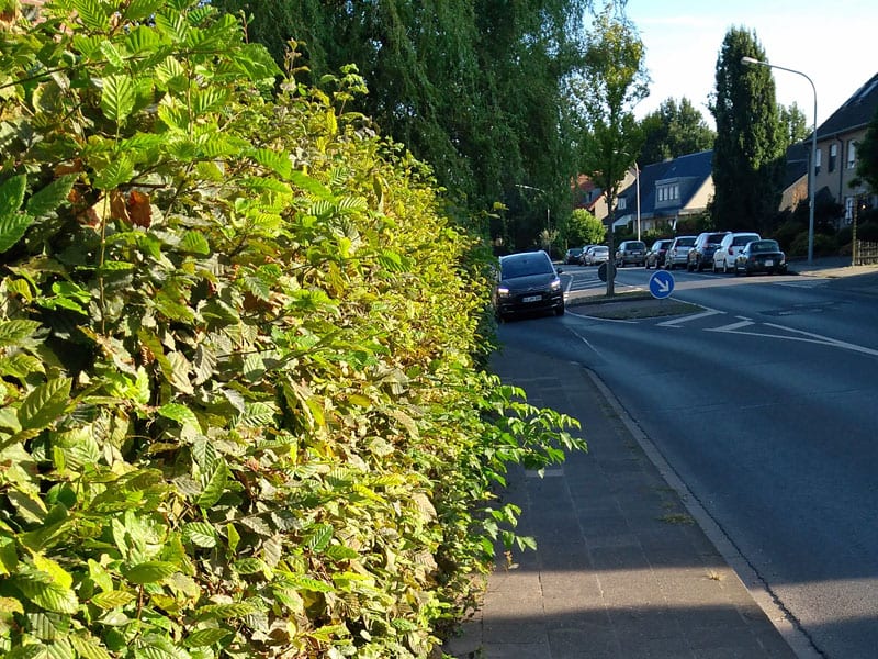 Hecke ragt in Gehweg