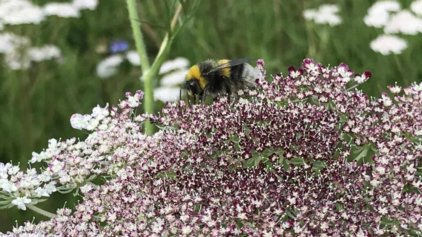 Naturprojekt: Bienen, Insekten, Schmetterlinge