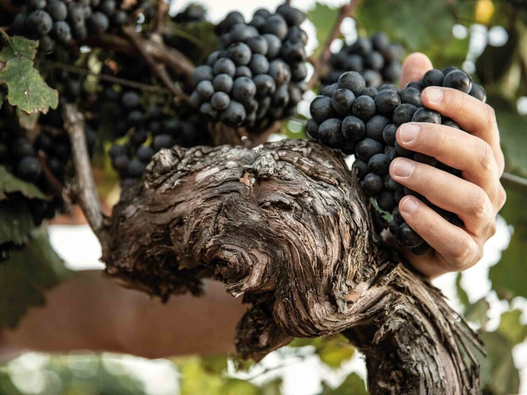 Ripe red wine grapes on the vine in the Neusiedlersee region.