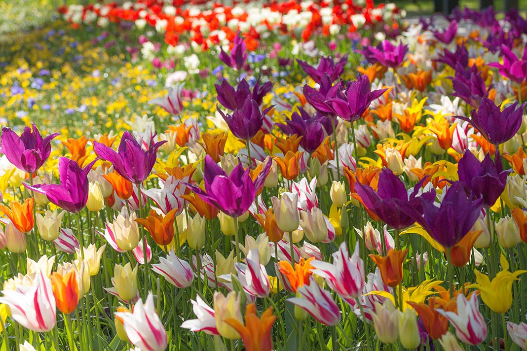 Bunte Blumen im Keukenhof
