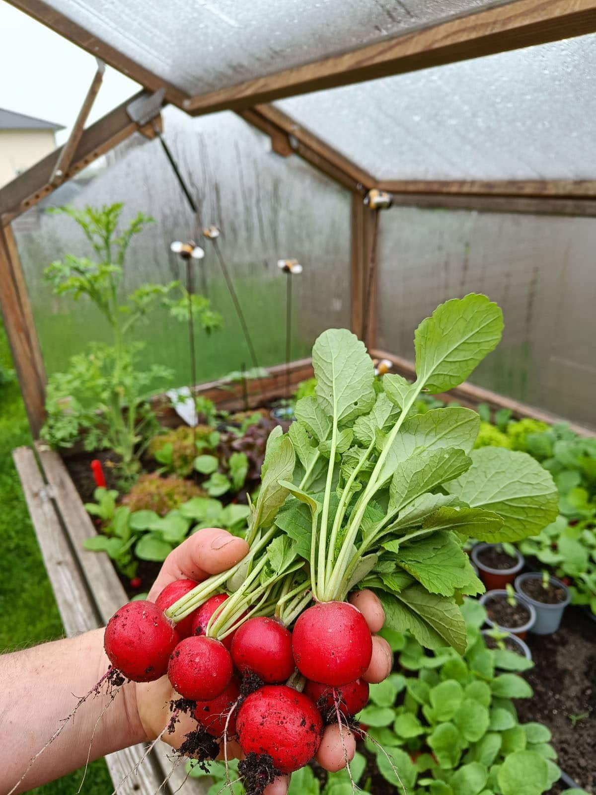 Radieschen im Februar