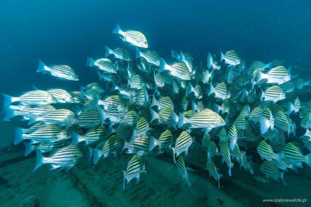 sri lanka pierwsze wrażenia