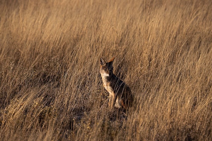 Central Kalahari Game Reserve in Botswana