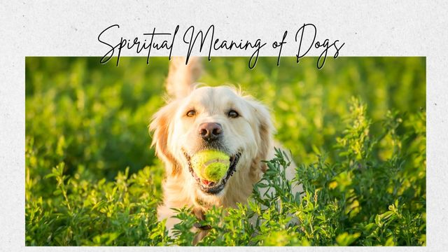 MIND-BLOWING SPIRITUAL MEANING OF DOGS 3 common spiritual themes of dogs