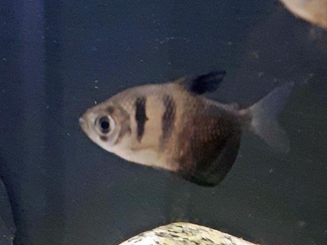 Trauermantelsalmler