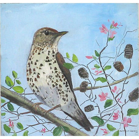 C2886 Song Thrush in the Garden – Caroline McMillan Davey