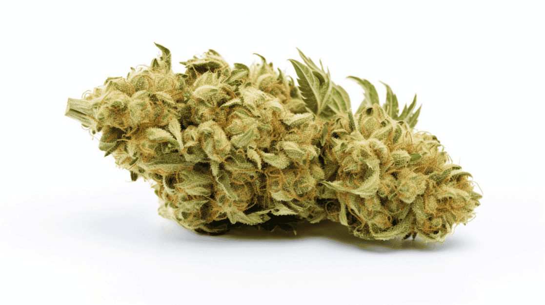 Creamsicle Strain Creamsicle Strain on a white background