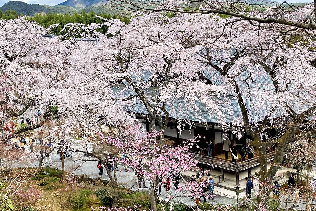 Ein Tempel zur Kirschblüte in Japan