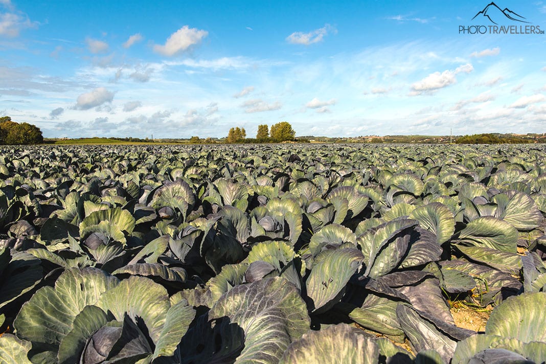 Ein Blaukrautfeld in Lammefjorden
