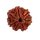 7 Mukhi Rudraksha
