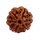 6 Mukhi Rudraksha