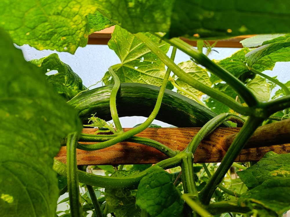 Salatgurke liegt wachsend auf dem Spalier.