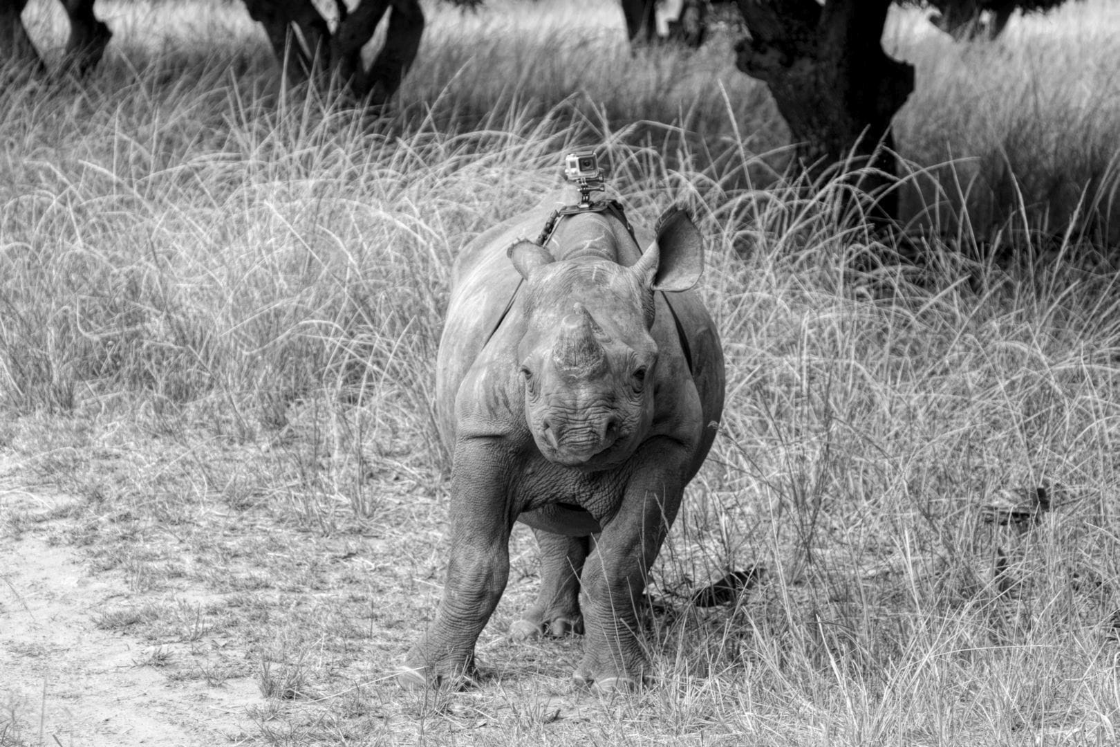 working-with-wildlife-_2-4gs Baby Rhino Gopro