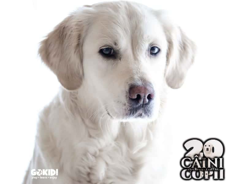 Labrador caini pentru familii cu copii