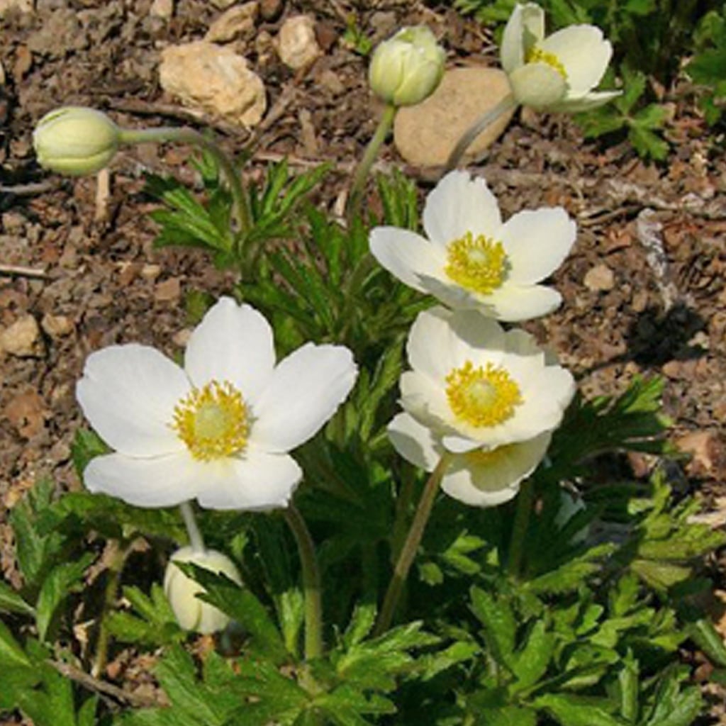 Anemone sylvestris / Waldsteppen-Windröschen