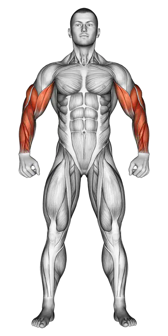 Anatomie Arme Muskelgruppen passende Übungen