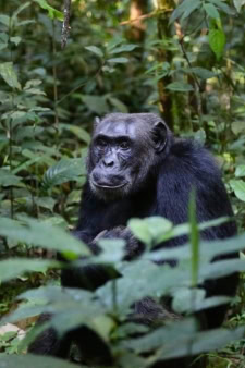 Uganda, an African Country