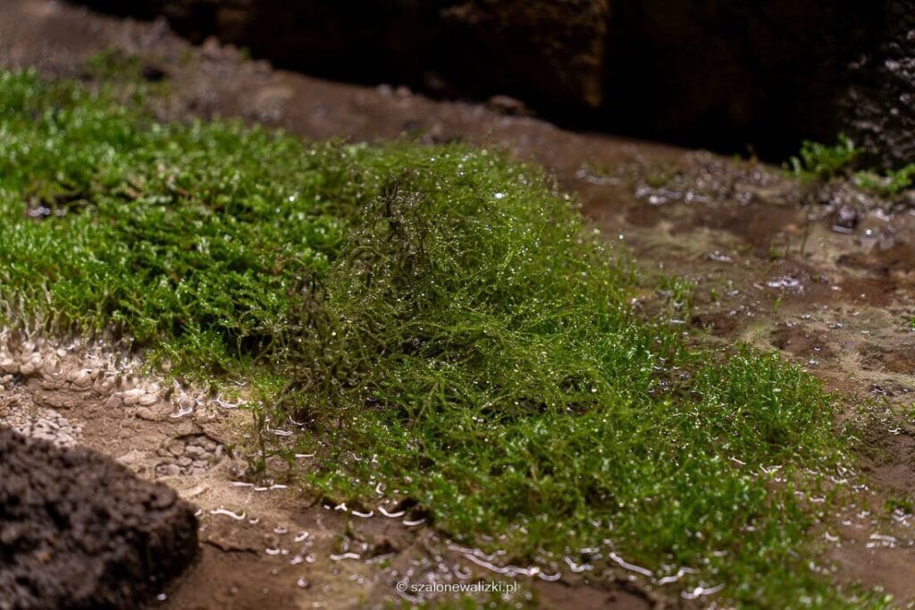 sztolnia królowa luiza