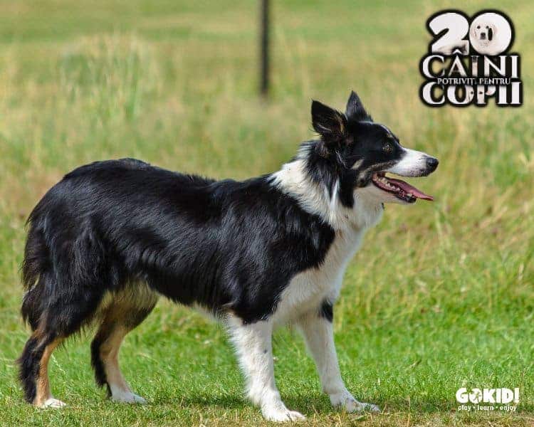 Collie caini pentru familii cu copii