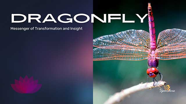 DRAGONFLIES: UNVEILING THE SPIRITUAL SYMBOLISM 4 the symbolism of dragonfly colors