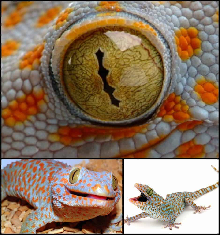 ochi de gecko tokay gokid