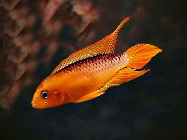 Apistogramma agassizi / Agassizis Zwergbuntbarsch var. Red Fire