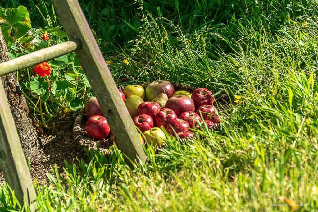 jabłka w hobbitonie