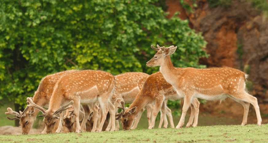 Zwierzęta duchowe z Ziarta dla Zodiaku Virgo | Astrologia Deluxe Zwierzęta duchowe dla jelenia dla zodiaku Panny