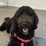 Felix, a Bloomington puppy, after group classes and homework videos with Go Anywhere Dog