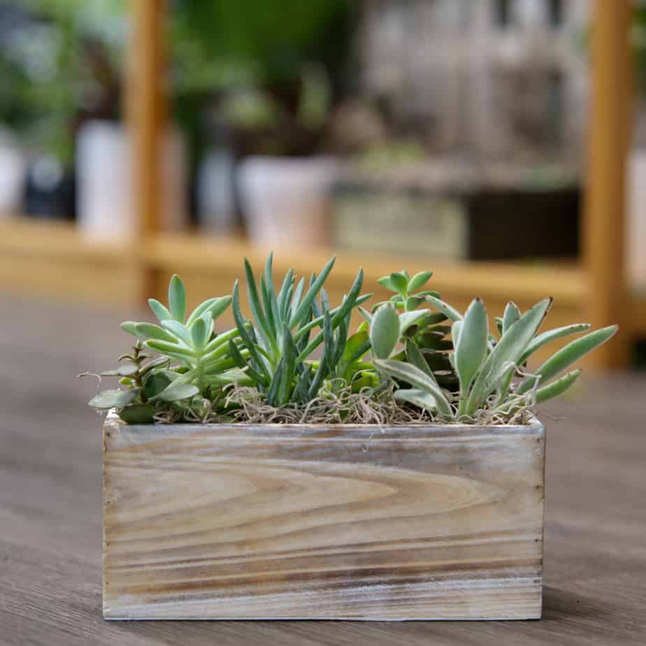 Succulent Garden Box