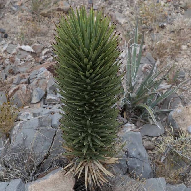61 Yucca Plant Varieties: Identification and Care Guide | Succulent Alley