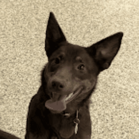 Group Dog Training Class – Go Anywhere Dog®, Minneapolis & Twin Cities, MN, Dog Training