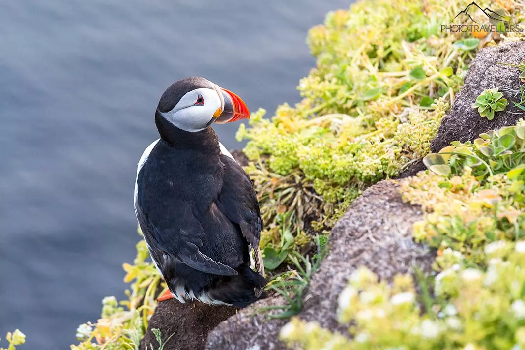 Ein Papageitaucher auf einer Klippe in Island