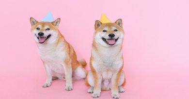 Shibu Inus wearing party hats