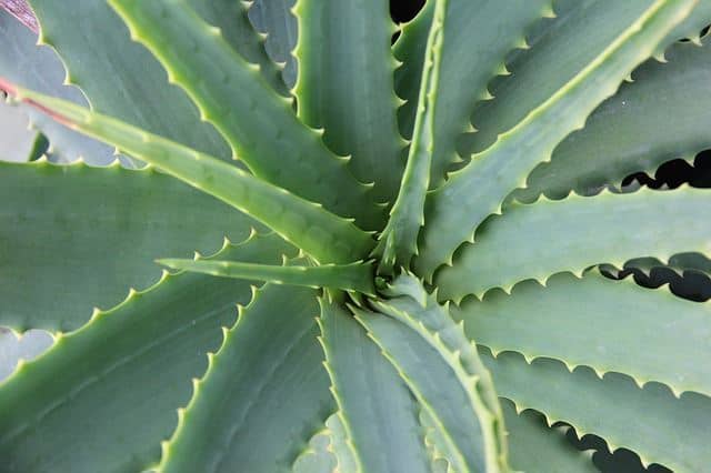 Aloe Vera Plant fo better Air Quality
