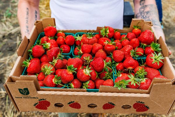 Strawberry Picking Container at Kustermans strawberry picking at Kustermans farm London Ontario