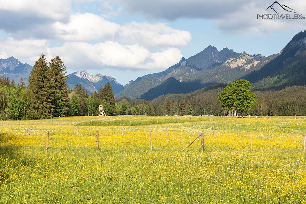 Gelbe Blumenwiese in Graswang mit Bergpanorama