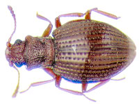 Le lathridiidae