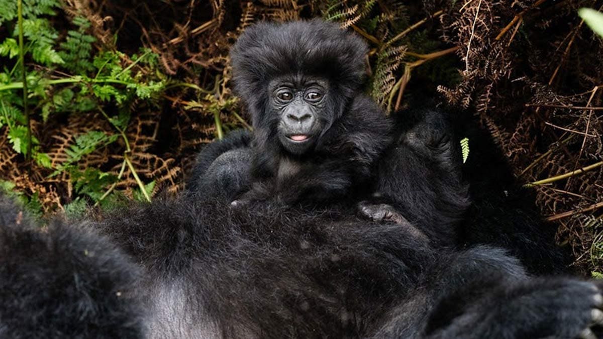 David Attenborough wird 100: Diese Reisen feiern den Naturfilmer