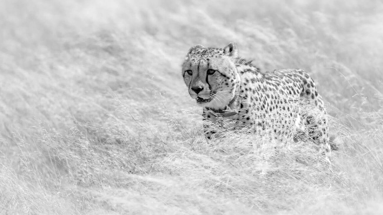 kalahari-collared-cheetah-conservation-research Cheetah with tracking collar walking in Kalahari grassland