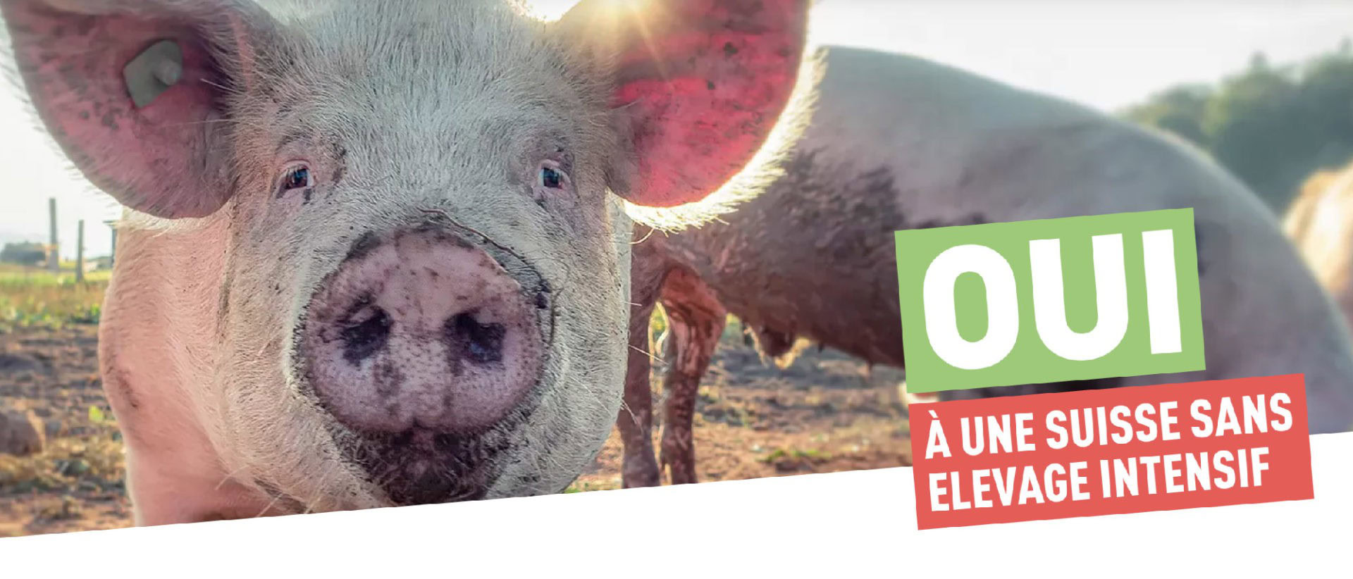 oui-sans-elevage-intensif coa-science-recherche