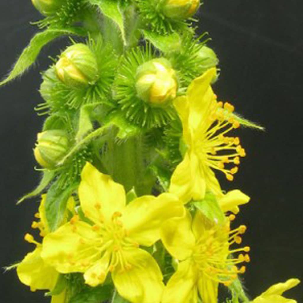 Agrimonia procera / Duft-Odermennig