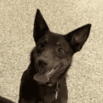 Nelly, an Edina dog, after manners and obedience classes with Go Anywhere Dog